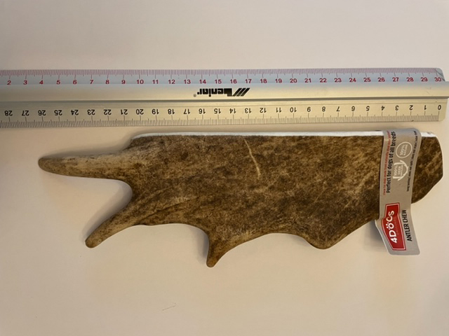 પડતર હરણ.jpg